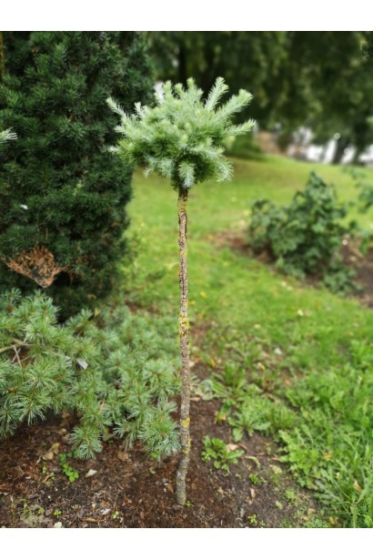 Лиственница европейская Литл Богл | Larix decidua Little Bogle | Модрина європейська Літл Богл